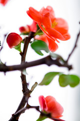 Fototapeta na wymiar Early spring after winter, pink longevity plum blossomed