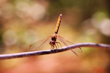 dragonfly sitting on a cable