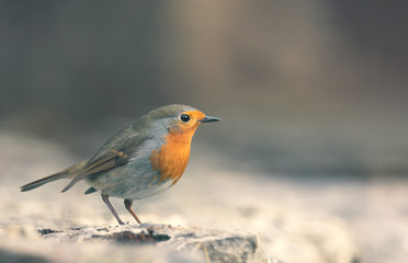 Robin (erithacus rubecula) close-up