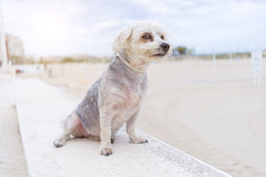 Beautiful dog sitting happy by the beach, enjoying sunny day outdoors