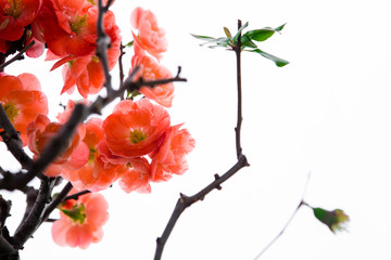 Early spring after winter, pink longevity plum blossomed