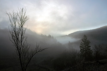 A series of misty landscapes in winter. One tree and one pine. Against the background of mountain hills. The village of Smolichano in the Osogovo Balkan. Bulgaria.