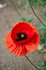 Papaver rhoeas common names include corn poppy, corn rose, Flanders poppy, red poppy, red weed, coquelicot .