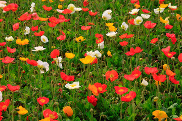 Corn poppy flowers