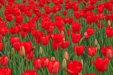Fototapeta premium Tulips flowers in the garden