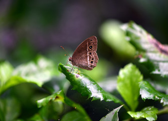   tropical butterfly on green leaves in vivo
