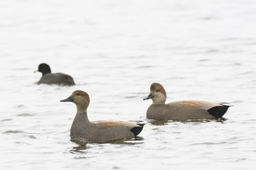 gadwall ducks drake and hen swimming in wetlands