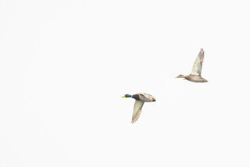 Mallard drake male female hen flying isolated.