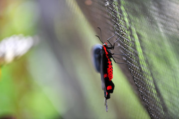 black and red tropical butterfly in vivo on a green background
