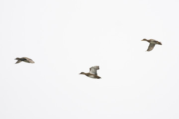 Gadwall drake male female hen flying isolated.