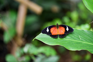 tropical butterfly in vivo on a green background