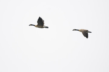Canada Geese flying with white background isolated.