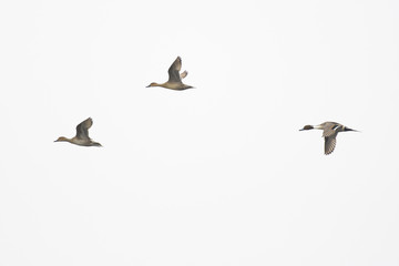 Pintail drake male female hen flock flying.
