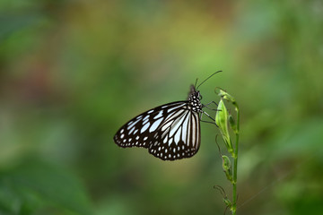 black and white tropical butterfly in vivo on a green background