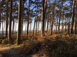 Blick durch den Nadelwald Darßer Wald auf die Ostsee