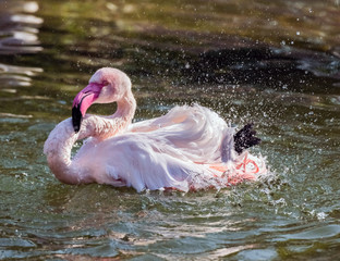 Caribbean pink flamingos Splashing Water