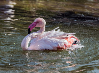 Caribbean pink flamingos Splashing Water