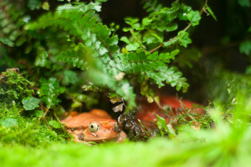 Two funny orange toads on a mossy floor. Popeyed toads lurking among the greenery.