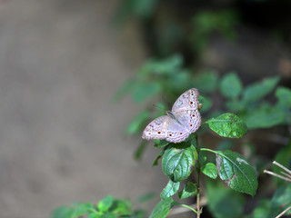   tropical butterfly on green leaves in vivo