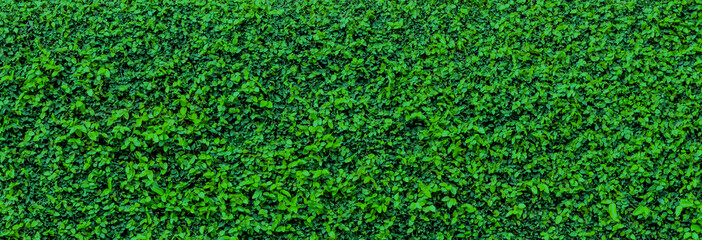 Green leaves   background