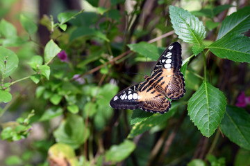   tropical butterfly on green leaves in vivo