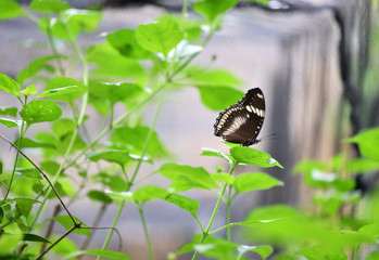tropical butterfly in vivo on a green background