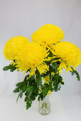 Yellow fluffy chrysanthemums in a crystal vase on a gray background.