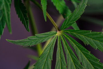 Thematic photos of hemp and marijuana Green leaf of cannabis. background image. Bright green leaves of marijuana close-up with a distinct pattern and texture.