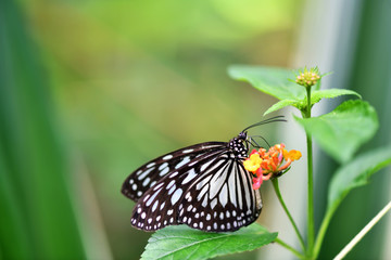 black and white tropical butterfly in vivo on a green background