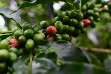  coffee beans and bushes from the Colombian mountains