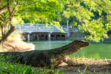 Asian water monitor