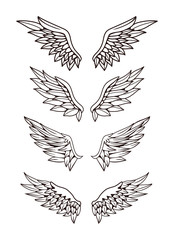 Set of wing illustration