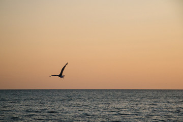Fototapeta na wymiar Silhouette of a seagull flying before sunset. Calm sea, softly lit orange sky. There is a place for text