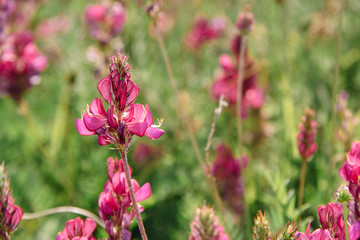 Pink Brush Castilleja rhexifolia pink wildflowers in Wyoming and on the Lago Naki Plateau in the Adygea Mountains.