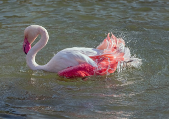 Caribbean Pink Flamingo Splashing in a Lake