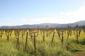 Fototapeta na wymiar Napa Valley Vineyard with Mustard