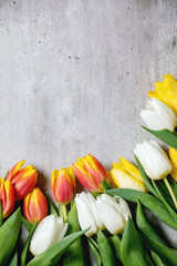 Variety of tulips flowers white, yellow and orange with green leaves over grey texture background. Flat lay, copy space. Spring time.