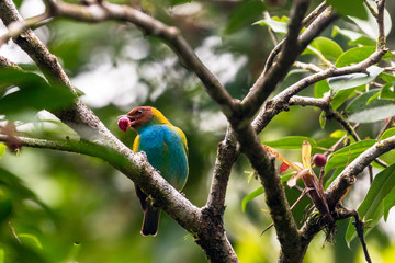 Bay-headed Tanager (Tangara gyrola) on a branch at the foot of the Arenal volcano