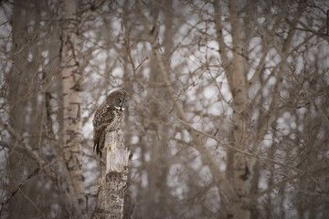 A Great Grey Owl perched on a dead tree