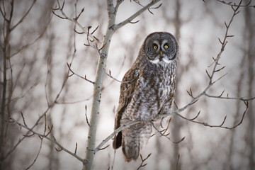 A Great Grey Owl perched in a tree on a day in winter