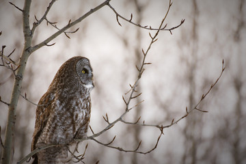 A Great Grey Owl perched in a tree in winter
