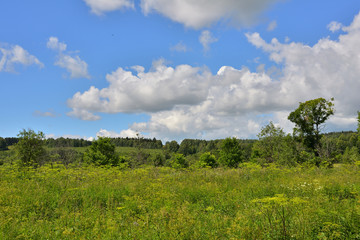 Fototapeta premium A hilly meadow overgrown with weeds and bushes under a blue sky.