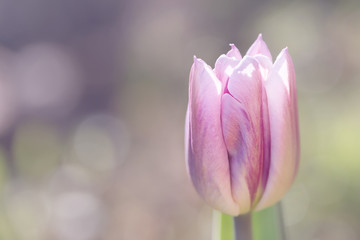 Gentle mauve tulip blured background, copyspace left