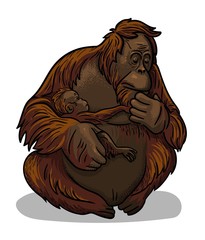 Asian animal female orangutan ape with baby-ape sitting isolated in cartoon style. Educational zoology illustration, coloring book picture. © VerAtro