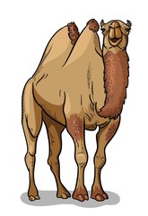 Bactrian camel isolated in cartoon style. Educational zoology illustration, coloring book picture.