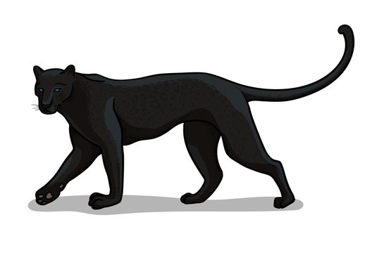 Panther big cat isolated in cartoon style. Educational zoology illustration, coloring book picture.