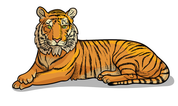 Lying tiger isolated in cartoon style. Educational zoology illustration, coloring book picture.