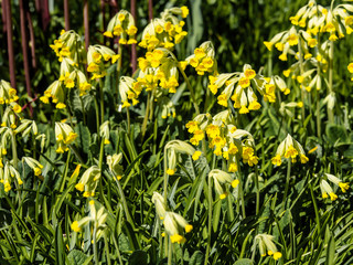 Yellow oxlip or true oxlip, Primula elatior, European spring flower blooming in a park on a sunny day, closeup with selective focus