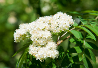 White flowers of rowan, close-up. Sunny spring day