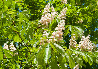blooming chestnut in sunny spring day, close up